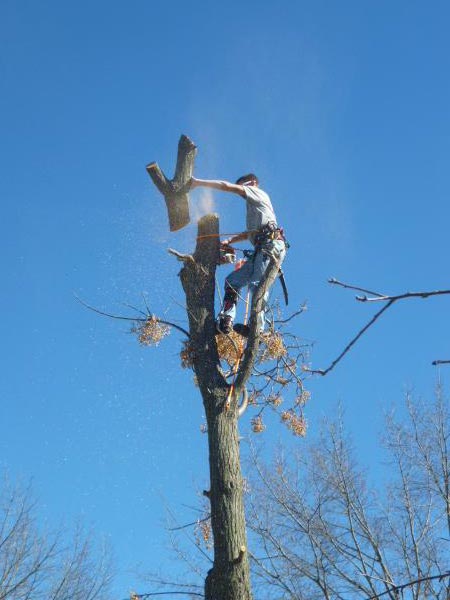 Tx service tree cutting allen