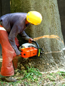 Tree Trimming Service