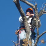 Owner Tree Removing Service