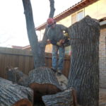 tree removal service