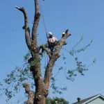 Tree Pruning Allen