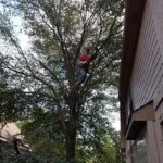 Tree trimming Allen