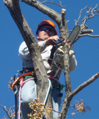 Richardson Tree Service