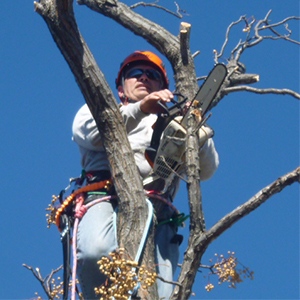 Richardson Tree Service