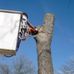 Tree Remove Services