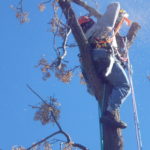 Tree Removing