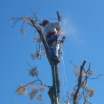 Tree Removing Services