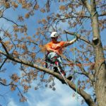 Tree Service Removal in Allen, TX