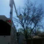 Tree Trimmers Services