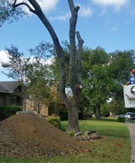 Tree Removal Fairview