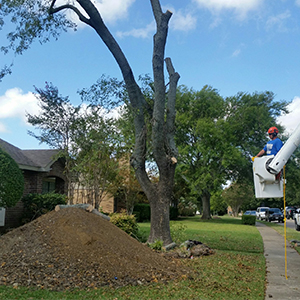 Tree Removal Fairview