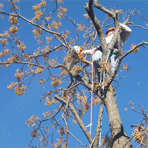 Tree Service in Plano TX