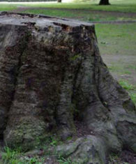 Tree Stump