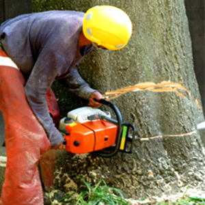 Tree Stump Removal