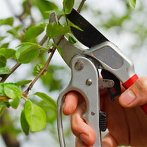 tree pruning service